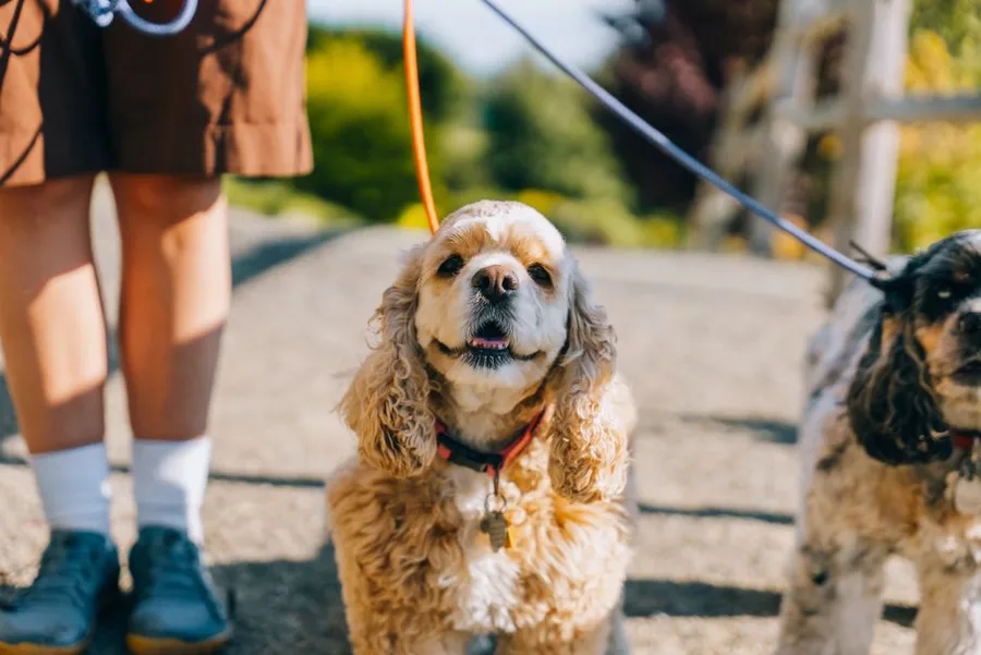Pet CBD Dosing by Weight: A Chart to Reference Before You Buy